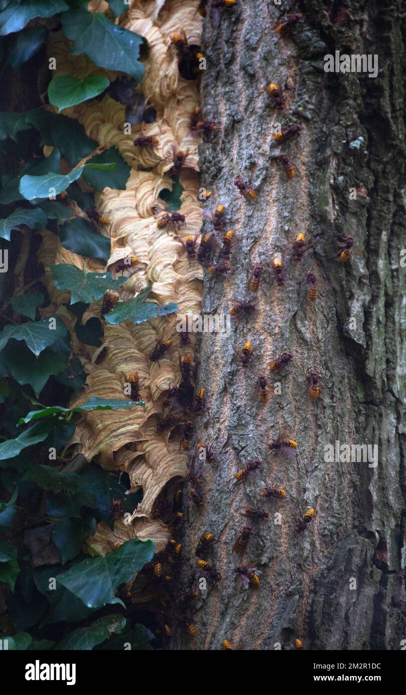 Nido di vespe gigante immagini e fotografie stock ad alta risoluzione ...