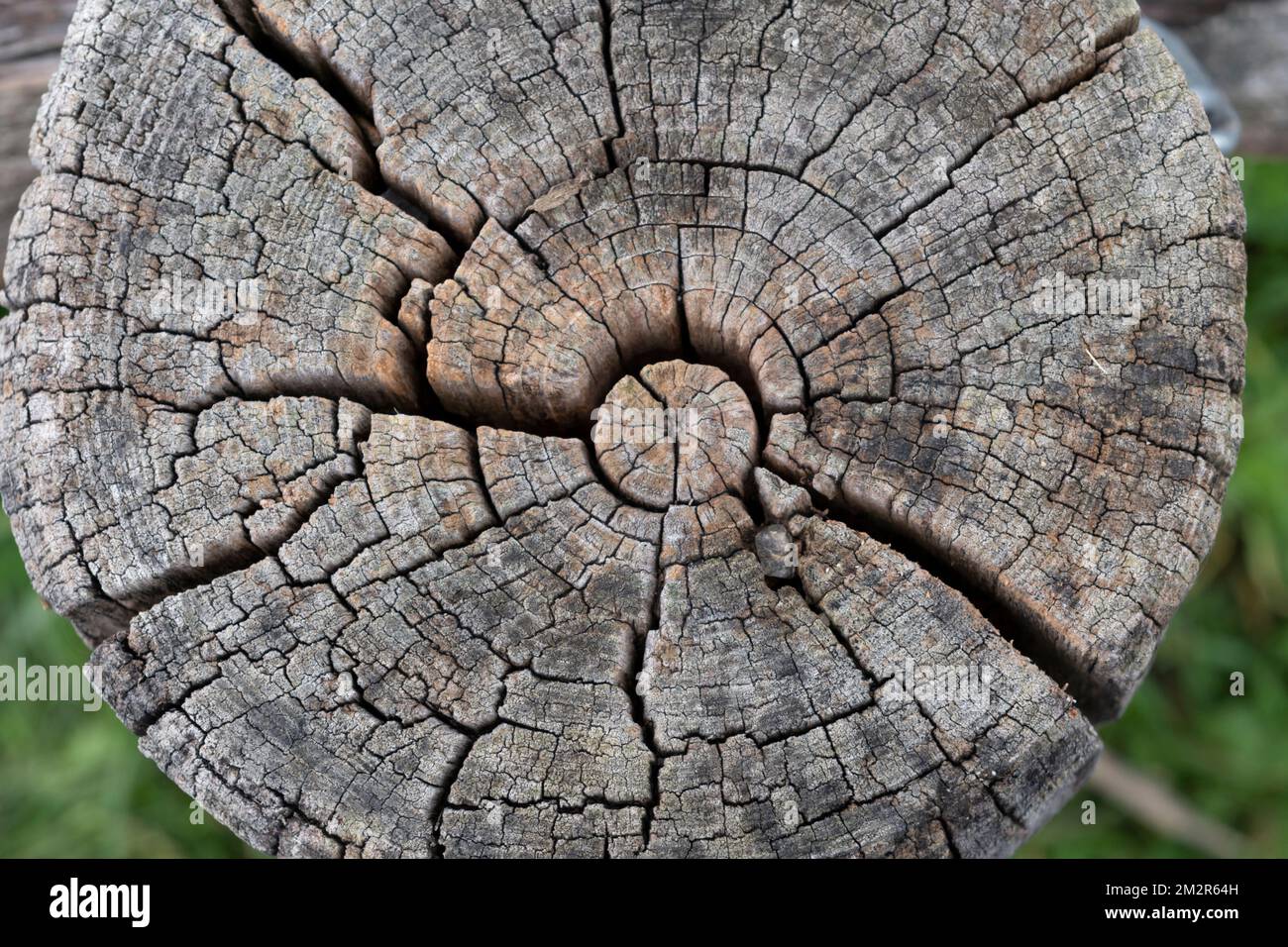 Taglio trasversale di un albero per uso a lungo termine all'aperto Foto Stock