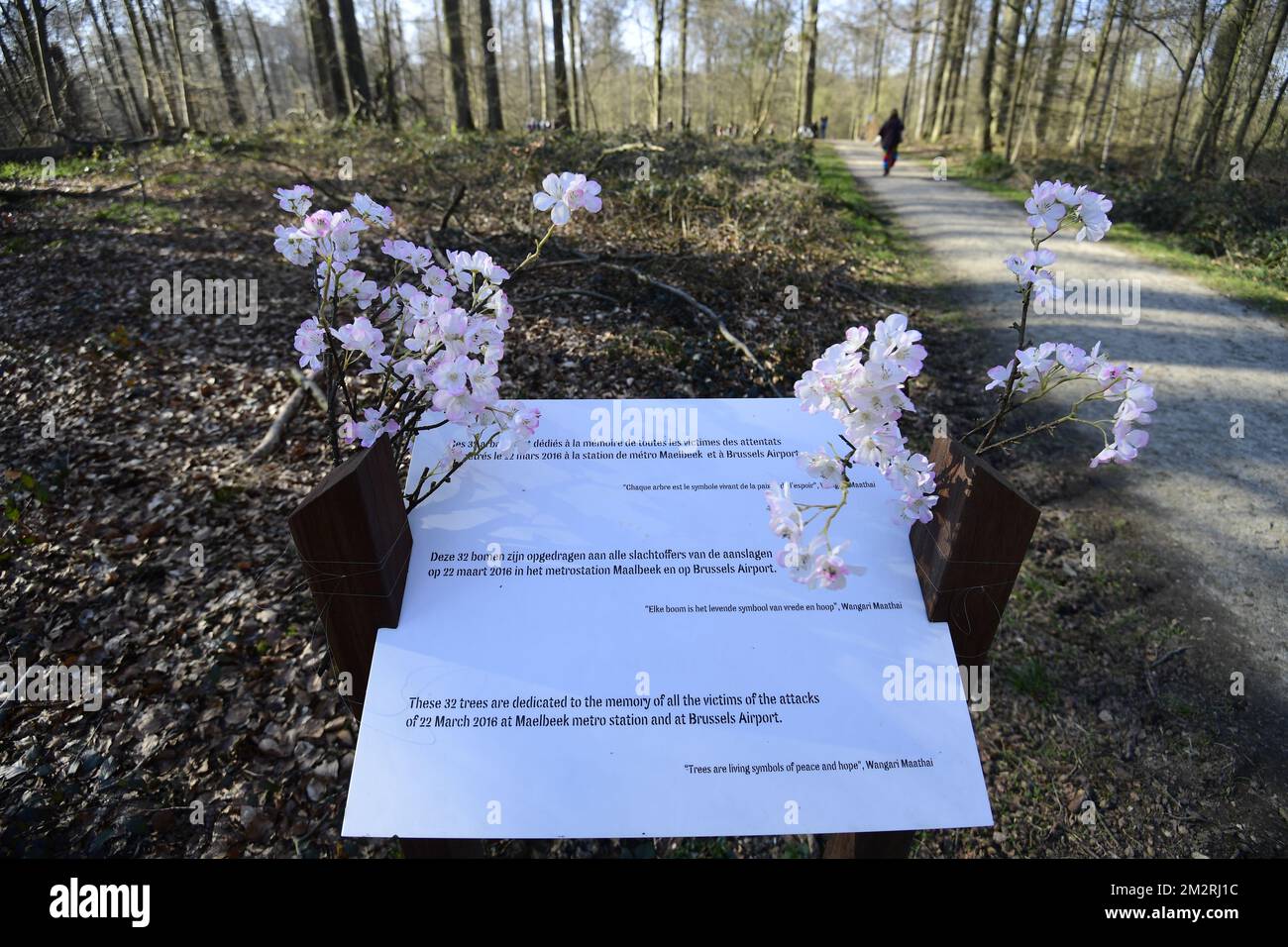 Immagine ripresa in occasione della commemorazione degli attentati terroristici del 2016 a Bruxelles, nel monumento naturale del Birch Circle nella foresta di Sonian (Foret de Soignes - Zonienwoud), venerdì 22 marzo 2019, a Bruxelles. Il 22 2016 marzo 32 persone sono state uccise e 324 sono state ferite in attentati suicidi all'aeroporto di Bruxelles e nella metropolitana di Bruxelles. Il monumento fu ordinato da Bruxelles ambiente all'architetto B. Smets. Foto Stock