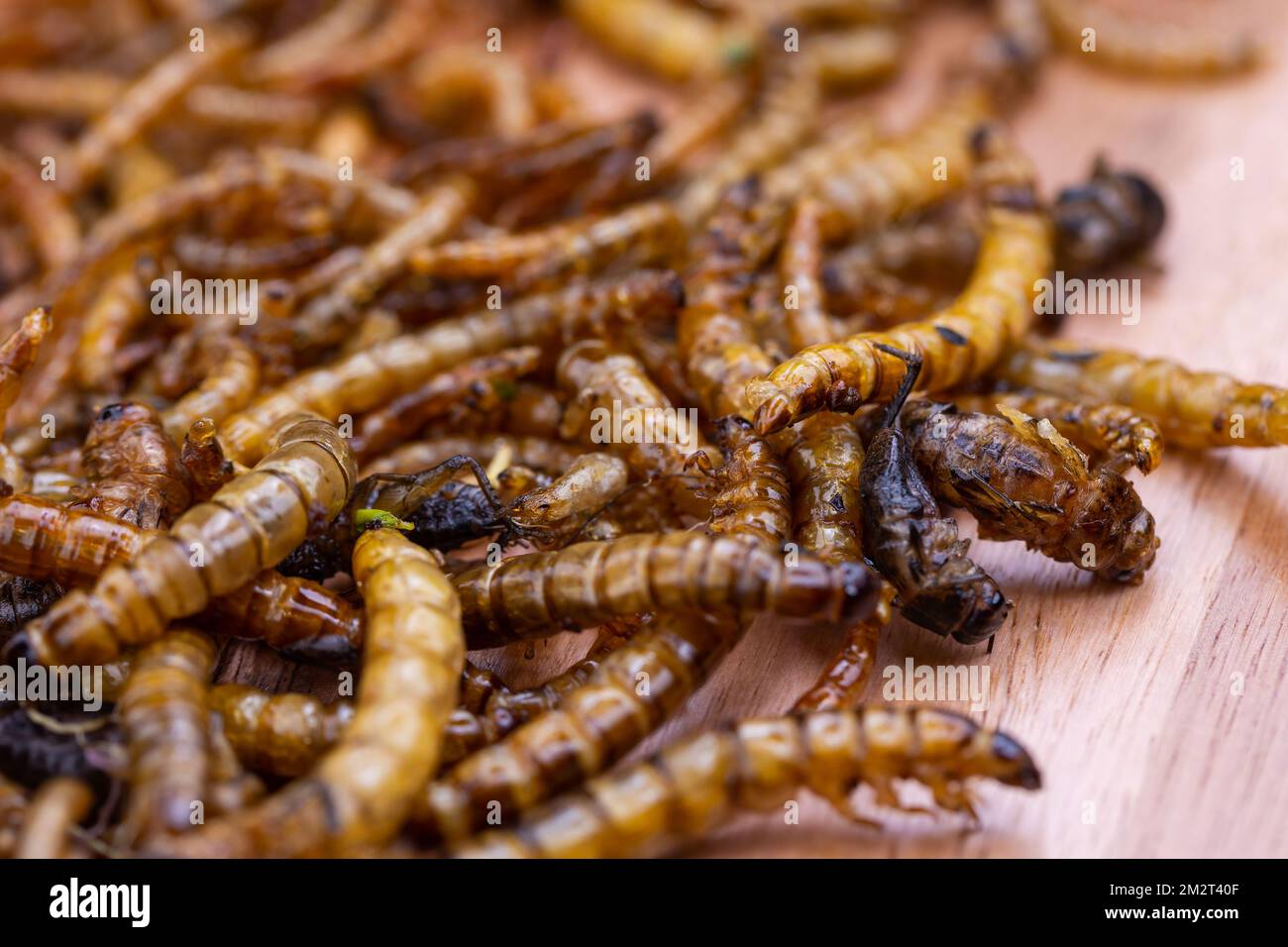 Grubs di legno fritti e lombrichi su un tagliere di legno. Insetti fritti come fonte di proteine nella dieta. Foto Stock