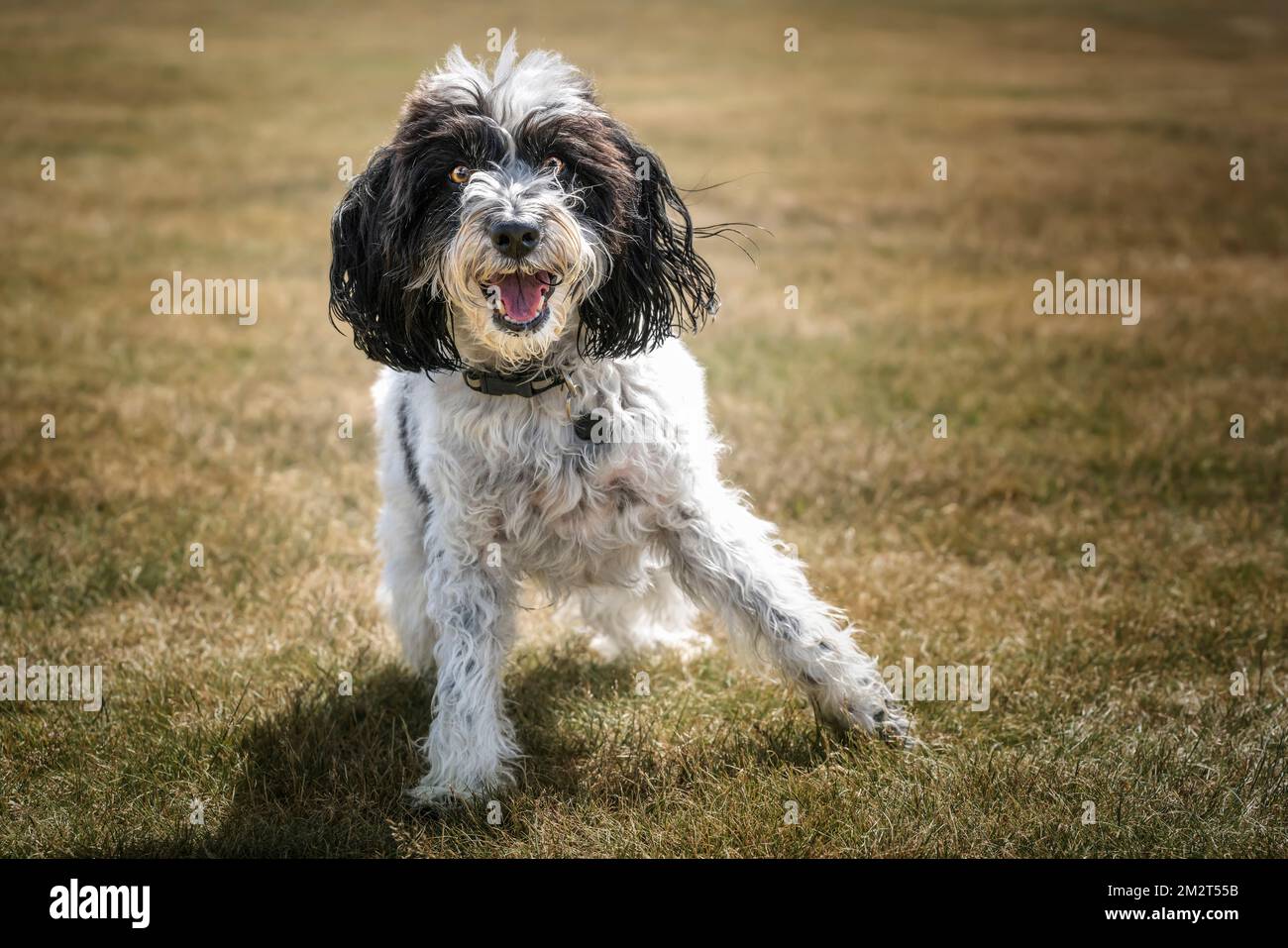 Cockapoo in bianco e nero che gioca in un campo e guarda direttamente la telecamera Foto Stock