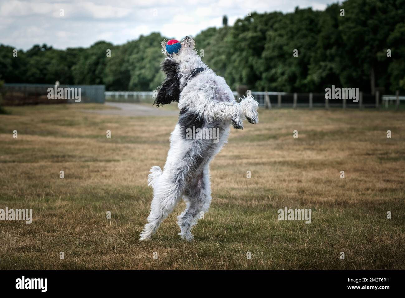 Cockapoo bianco e nero che salta con la sua palla in un campo Foto Stock