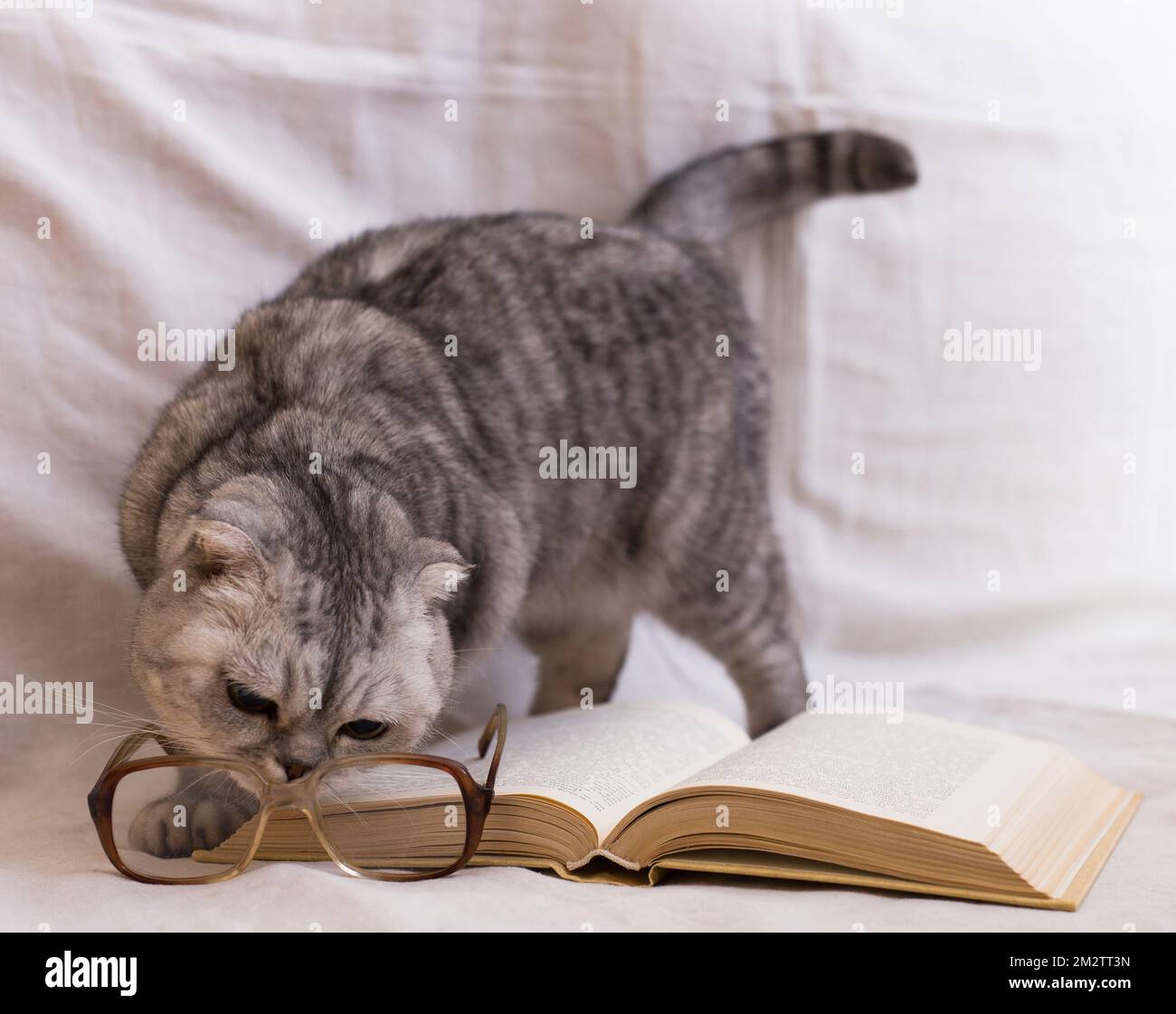Gatto giovane seduto vicino a libro aperto interessato agli occhiali Foto Stock