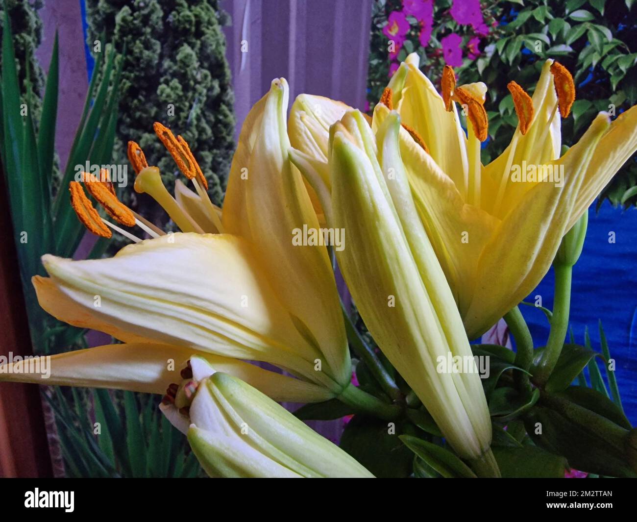 Sfondo colorato. Macrofotografia Lily Blossom. Pistillo e stampini. Piante fiorite. Bel bouquet. Fioritura decorativa. Immagine di Lily BUD. Floreale Foto Stock