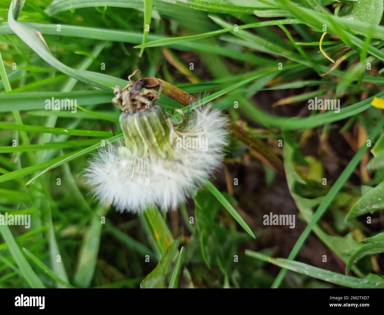 Primo piano dei semi di dente di leone. Sfondo verde. Fotografia a lama d'erba. Fiori selvatici in estate. Bella natura. Lussureggiante fogliame sullo sfondo. Foto Stock