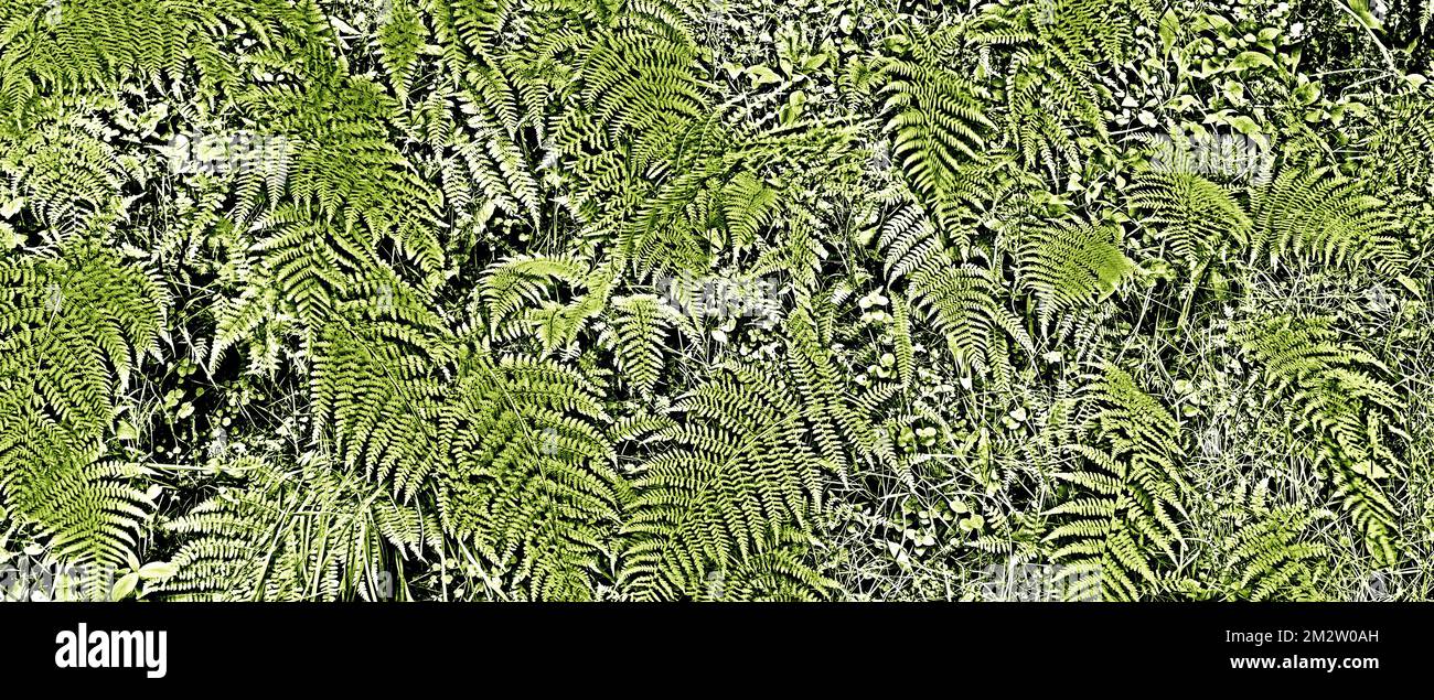 Vegetazione densa Vista delle foglie di Fern alla foresta sfondo testurizzato Foto Stock