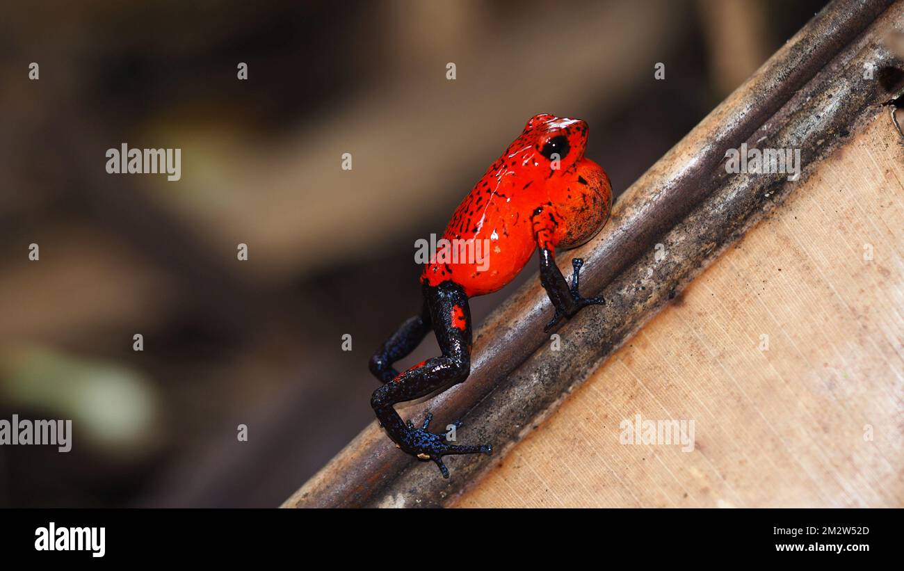 Oophaga pumilio con sacco vocale in Costa Rica, rana rossa con gambe blu Foto Stock