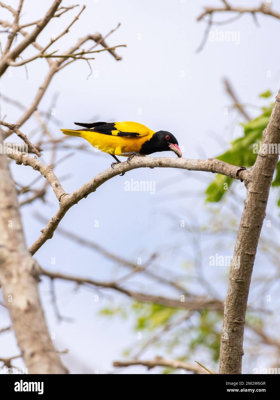 L'uccello oriole con cappuccio nero è appollaiato su un ramo e mangia un verme. Foto Stock