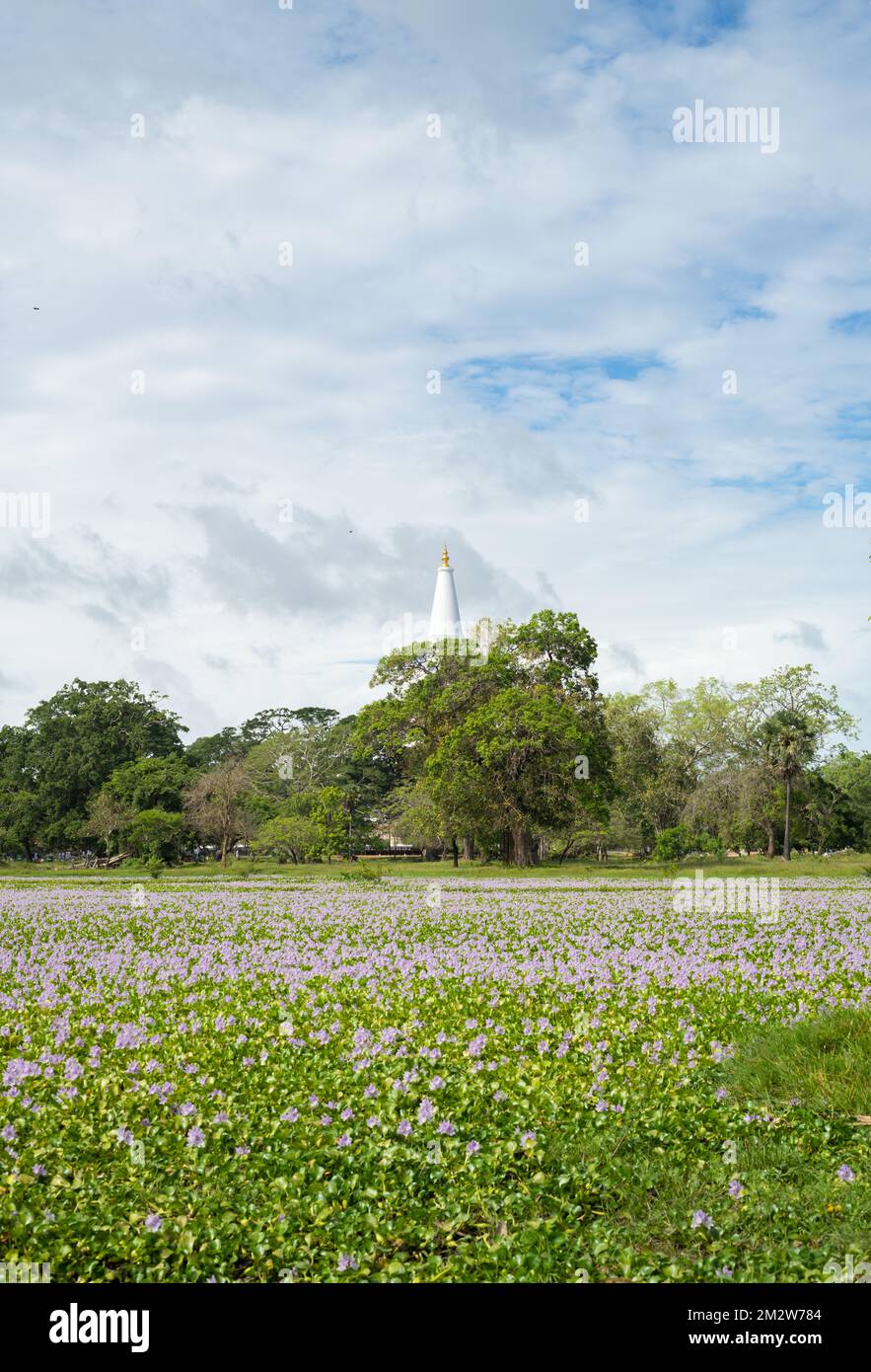 Campo fiorito primaverile, fiori selvatici, e la lontana Ruwanweli Maha Seya in Anuradhapura. Foto Stock