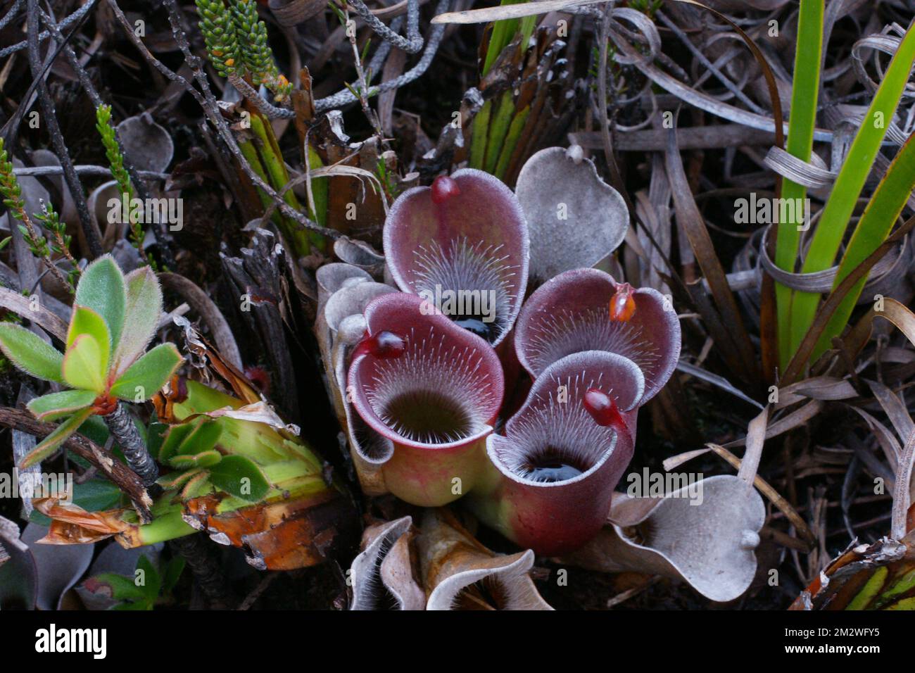 Pianta colorata di Heliamphora pulchella, pianta carnivora a Amuri Tepui, Venezuela Foto Stock