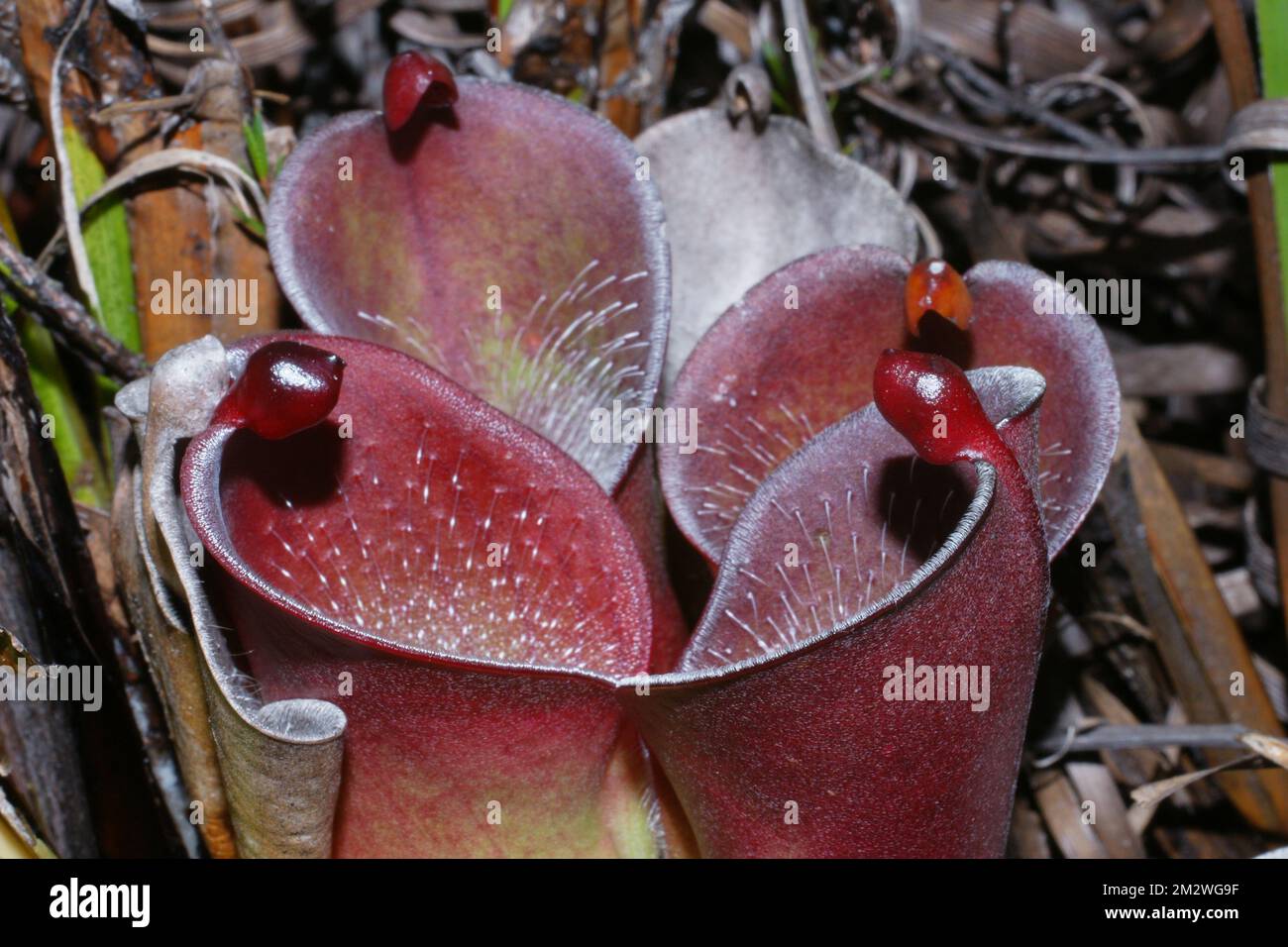 Due brocche di pulchella Helianphora con coperchi piccoli, pianta di brocca carnivora ad Amuri Tepui, Venezuela Foto Stock