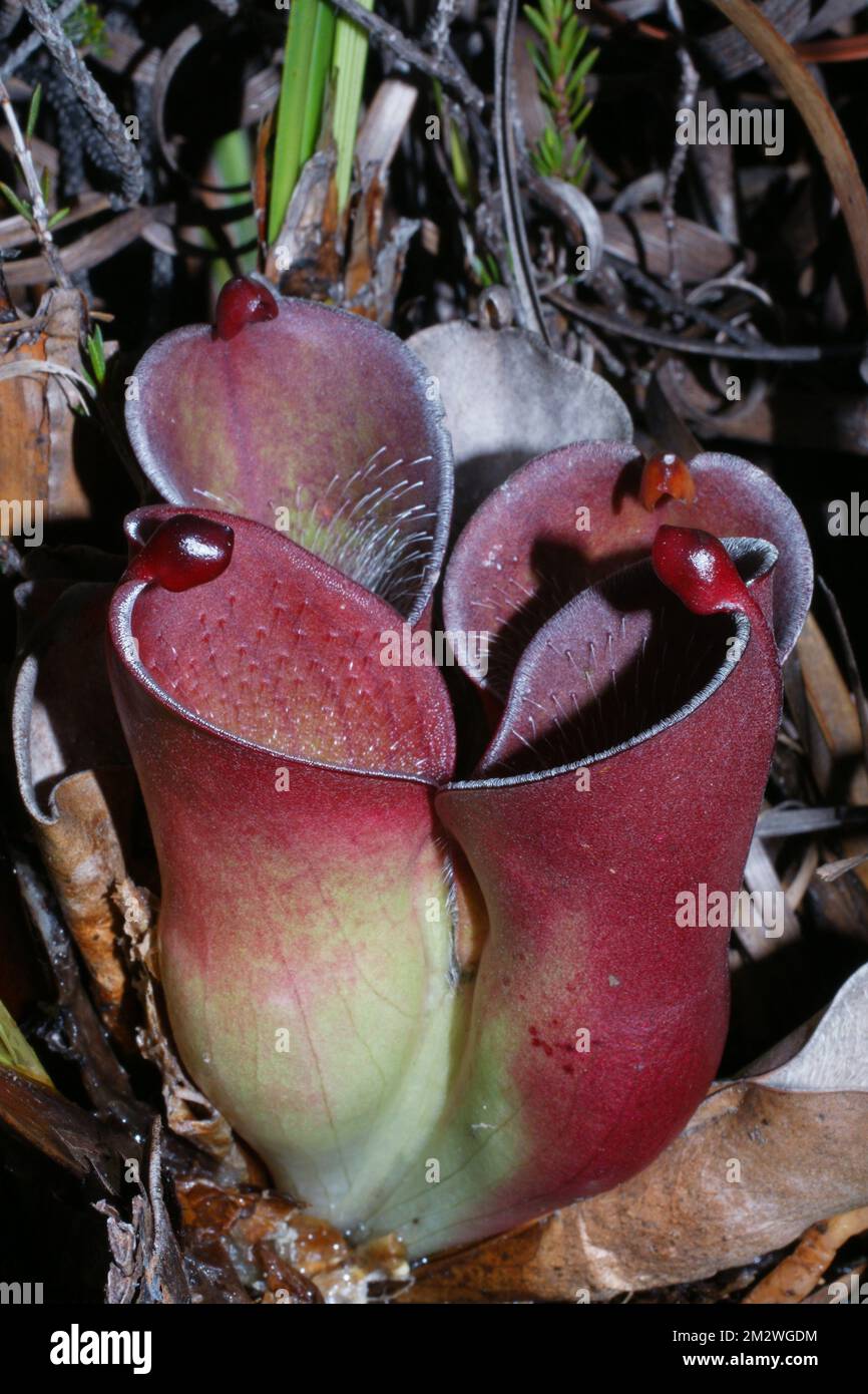 Caraffa colorata di Helianphora pulchella, una pianta carivora su Amuri Tepui, Venezuela Foto Stock