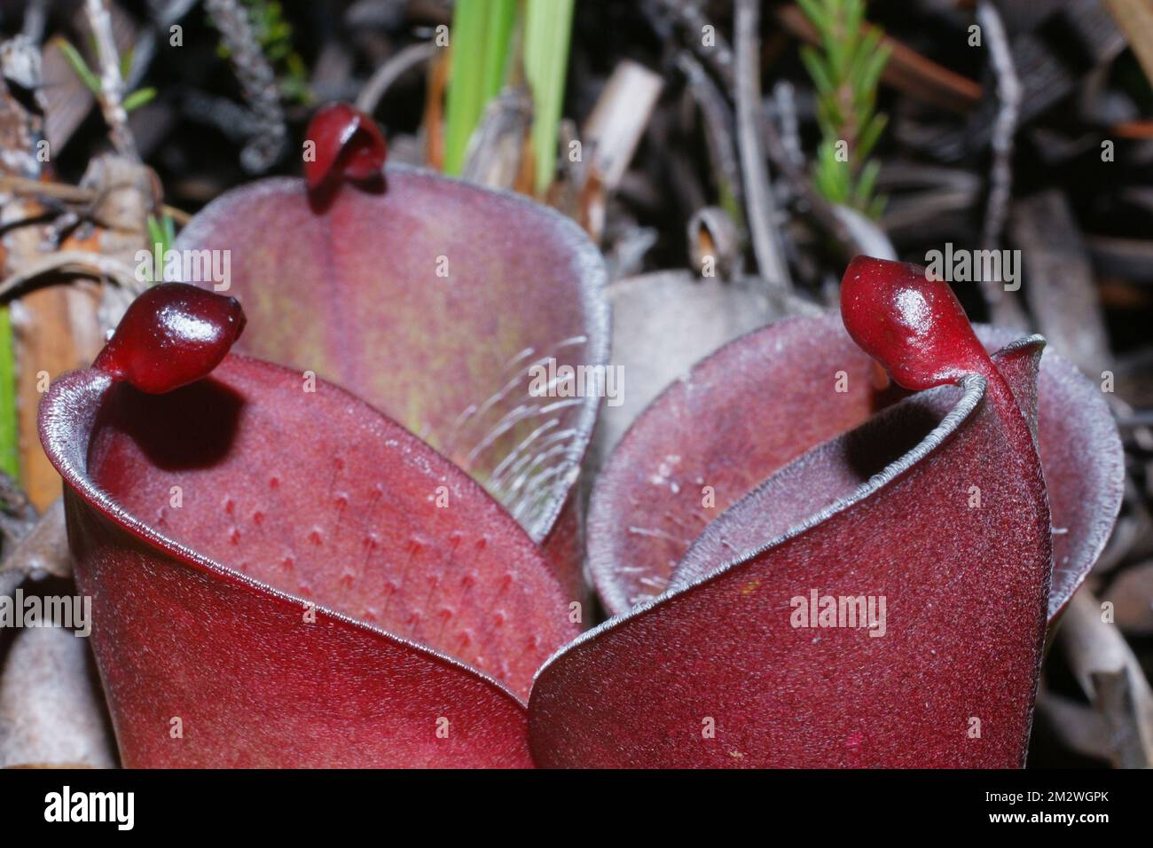 Vista su due bocche di caraffa di Helianphora pulchella, una pianta di carpola carnivora ad Amuri Tepui, Venezuela Foto Stock