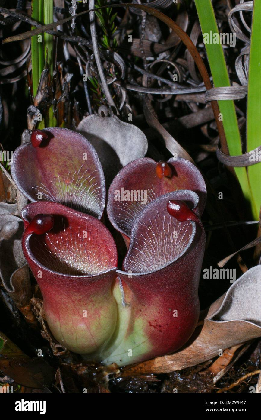 Caraffa colorata di Helianphora pulchella, una pianta carivora su Amuri Tepui, Venezuela Foto Stock