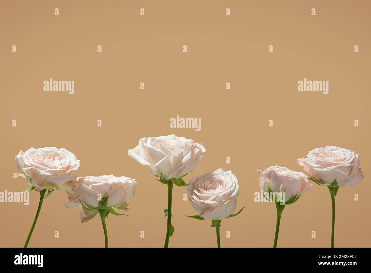 Sfondo beige con rose rosa Foto Stock