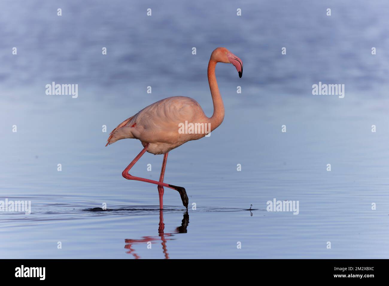 Grande Flamingo Fenicottero roseo da Camargue, Francia meridionale Foto Stock