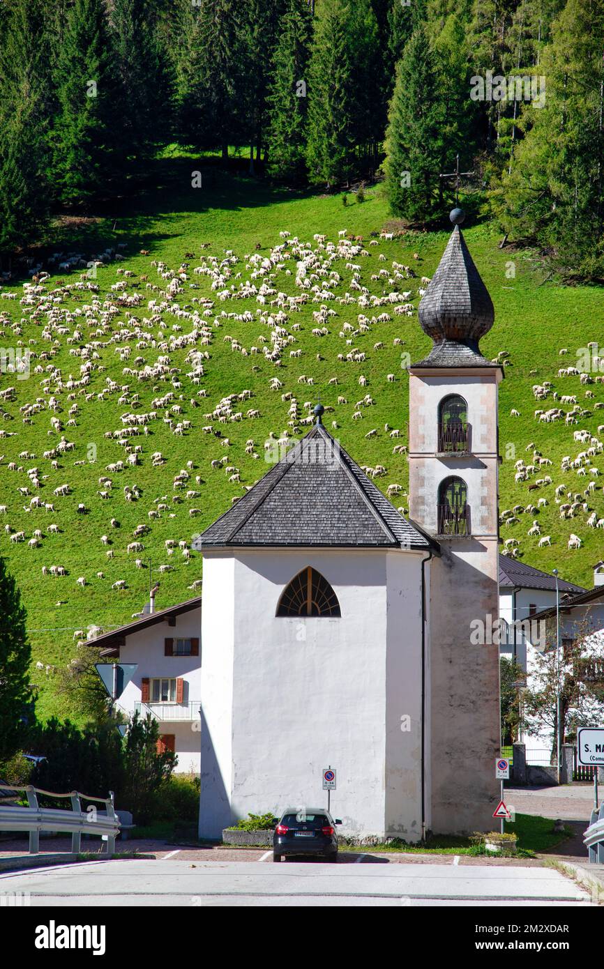 Un gregge di pecore pascolano dietro la chiesa di Santa Maria delle grazie nelle dolomiti del nord Italia. Foto Stock