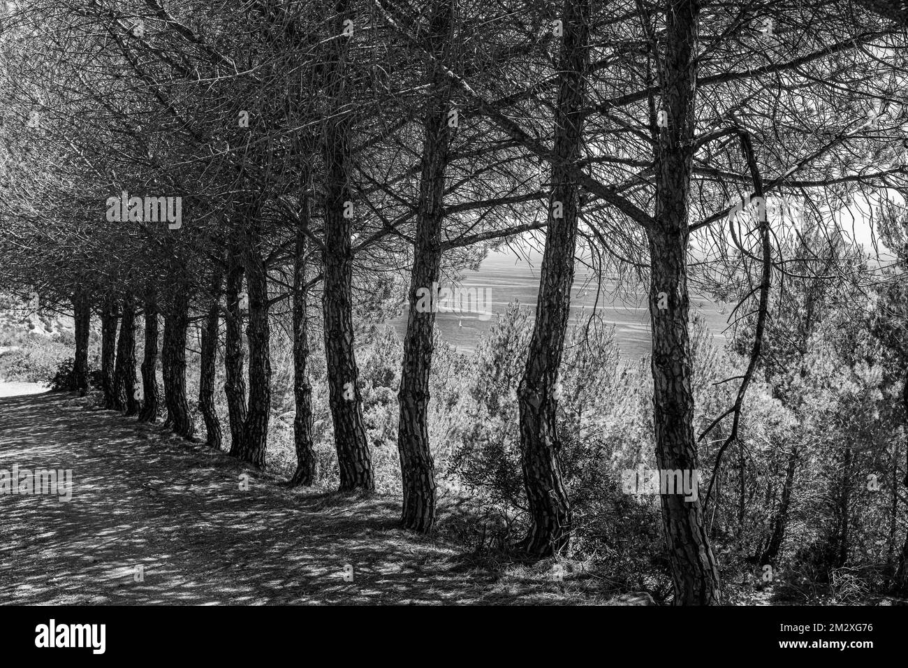 Una fila di pini morti nei terreni dell'ex miniera di minerale, fotografia in bianco e nero, penisola di Calamita, Elba, Arcipelago Toscano, Toscana Foto Stock