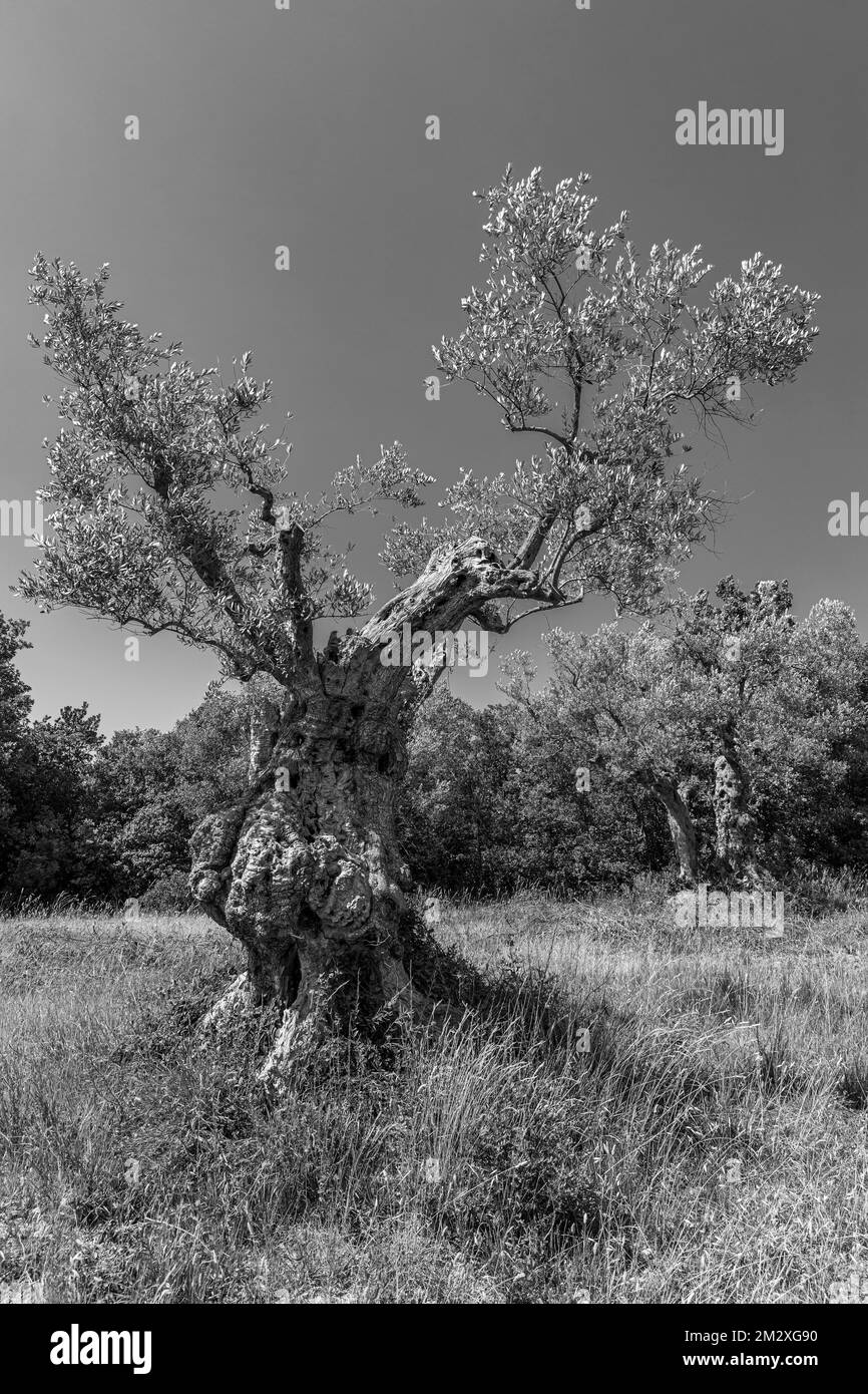 Olivi antichi (Olea europaea), fotografia in bianco e nero, Bolgheri, Toscana, Italia Foto Stock