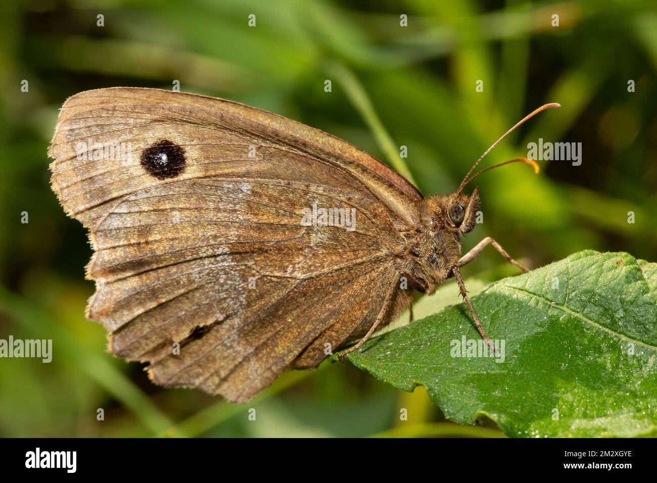 Orrifoglio di legno dagli occhi blu, farfalla di Coreye blu con ali chiuse che siedono sulla foglia verde destra avvistata Foto Stock