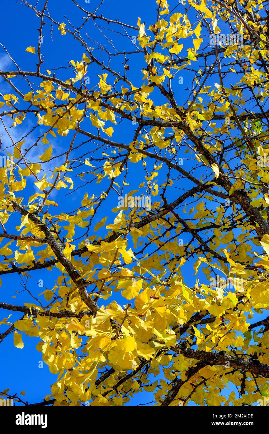 Autunno ginkgo (Ginkgo biloba) o ginkgo foglie, Allgaeu, Baviera, Germania Foto Stock