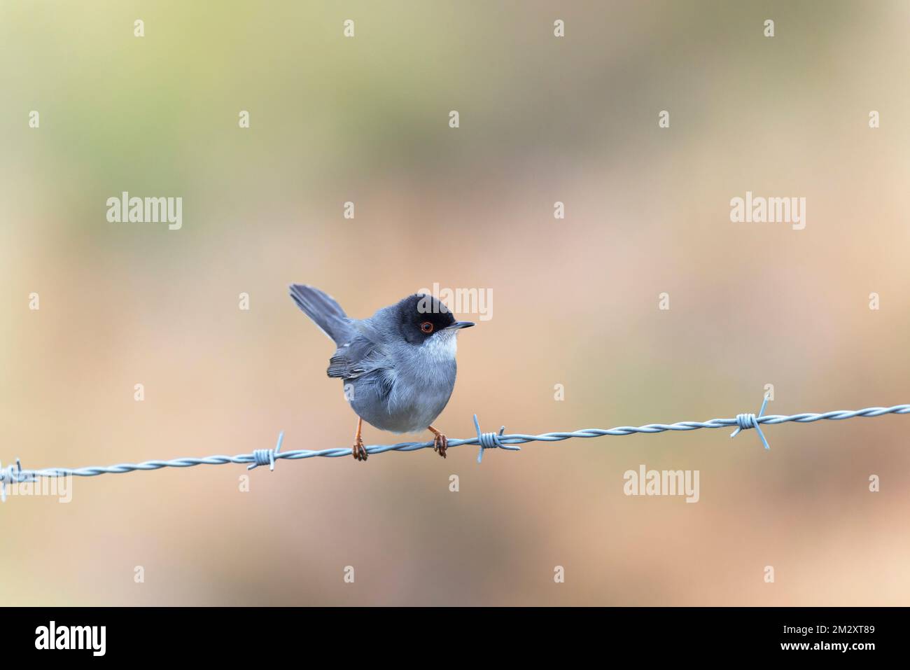 Curruca sarda melanocephala appollaiata su recinzione o ramoscello Foto Stock