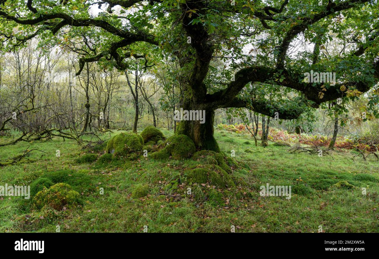 Oakwood, Ariundle Oakwood National Nature Reserve, Strontian, Scozia, Regno Unito Foto Stock