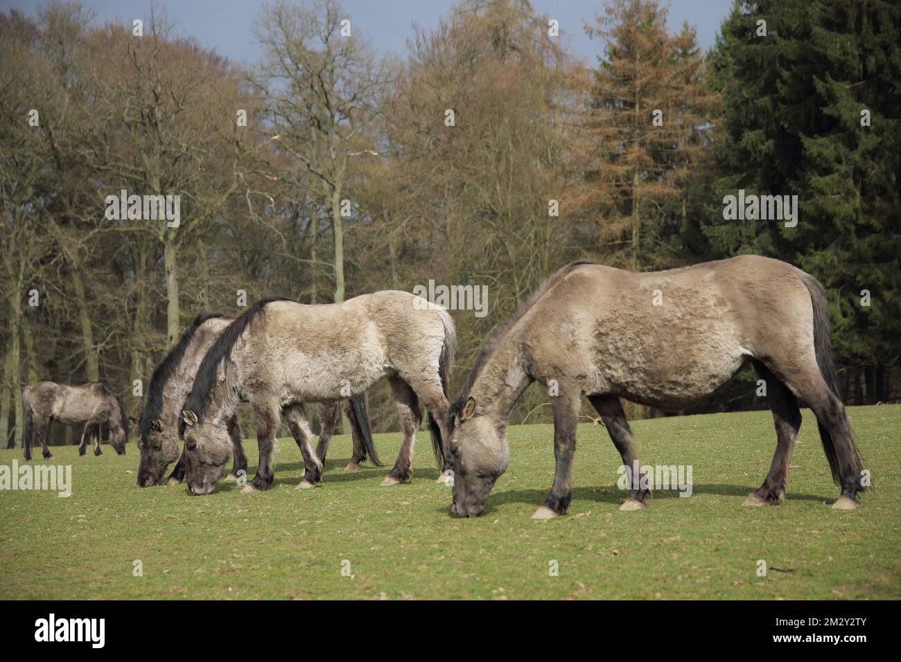 Tarpan (Equus ferus ferus), quattro, pascolo, mandria, mangi, mangiato, prigioniero Foto Stock