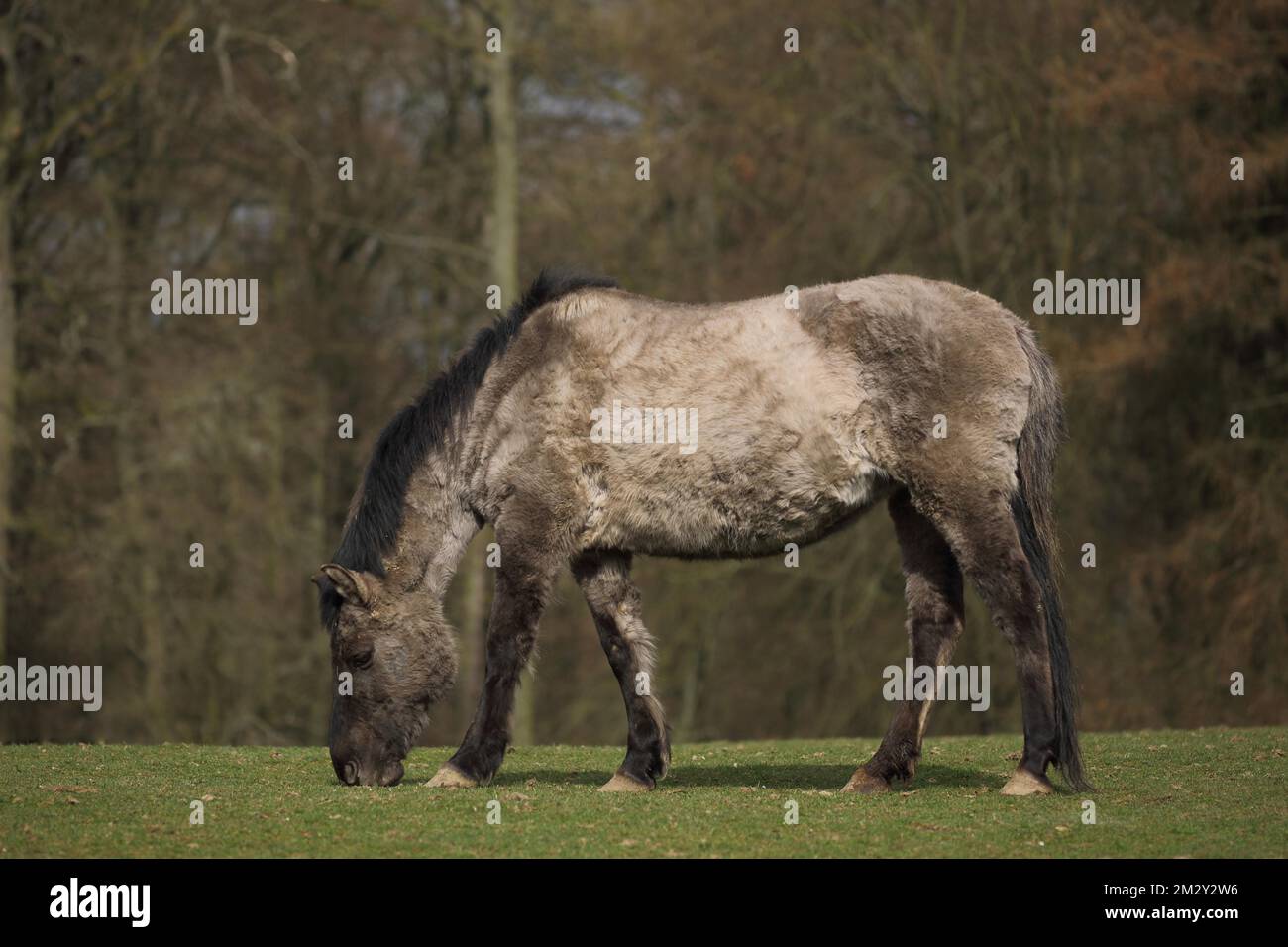 Tarpan (Equus ferus ferus), mangiare, mangiare, prigioniero Foto Stock