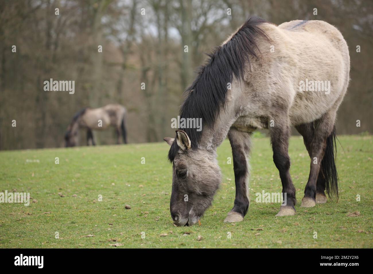 Tarpan (Equus ferus ferus), mangiare, mangiare, due, blurctive Foto Stock