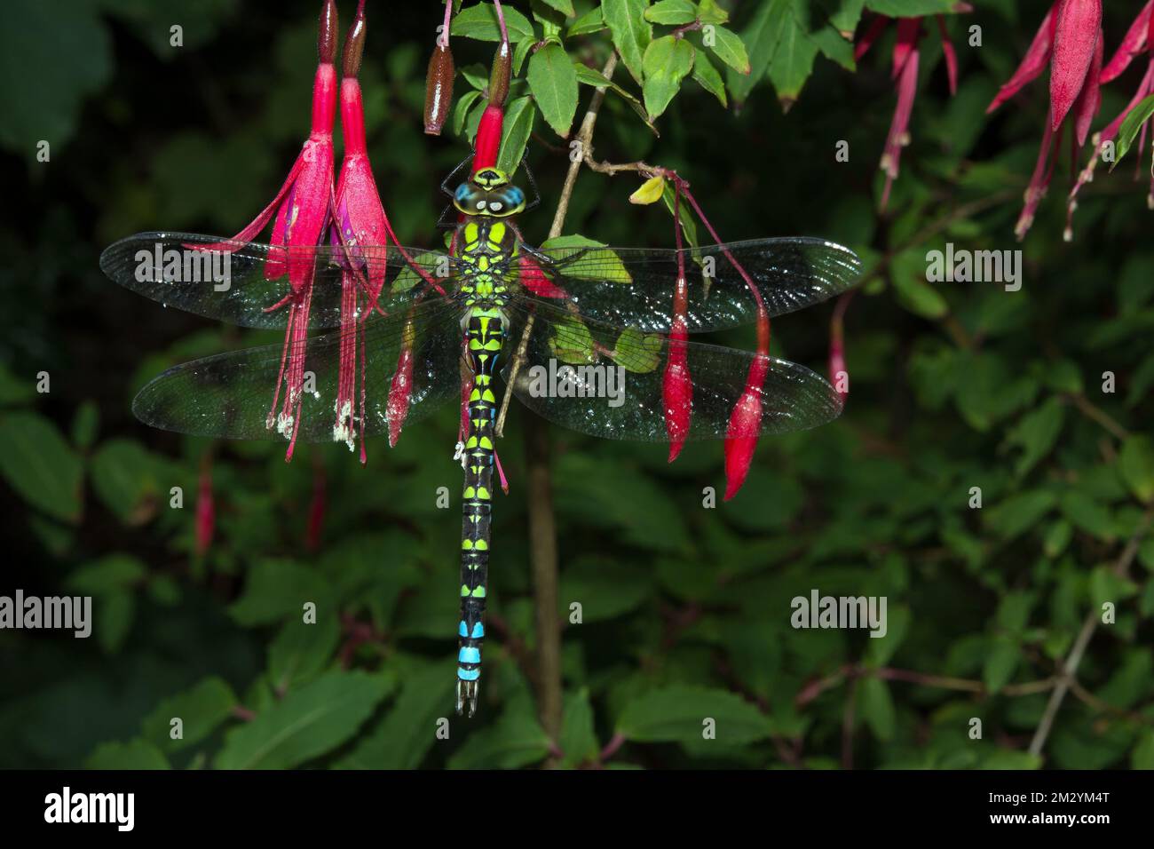 SOUTHERN AESHNA DRAGONFLY SU FUSCHIA; SPEEN GARDEN, BUCKS Foto Stock