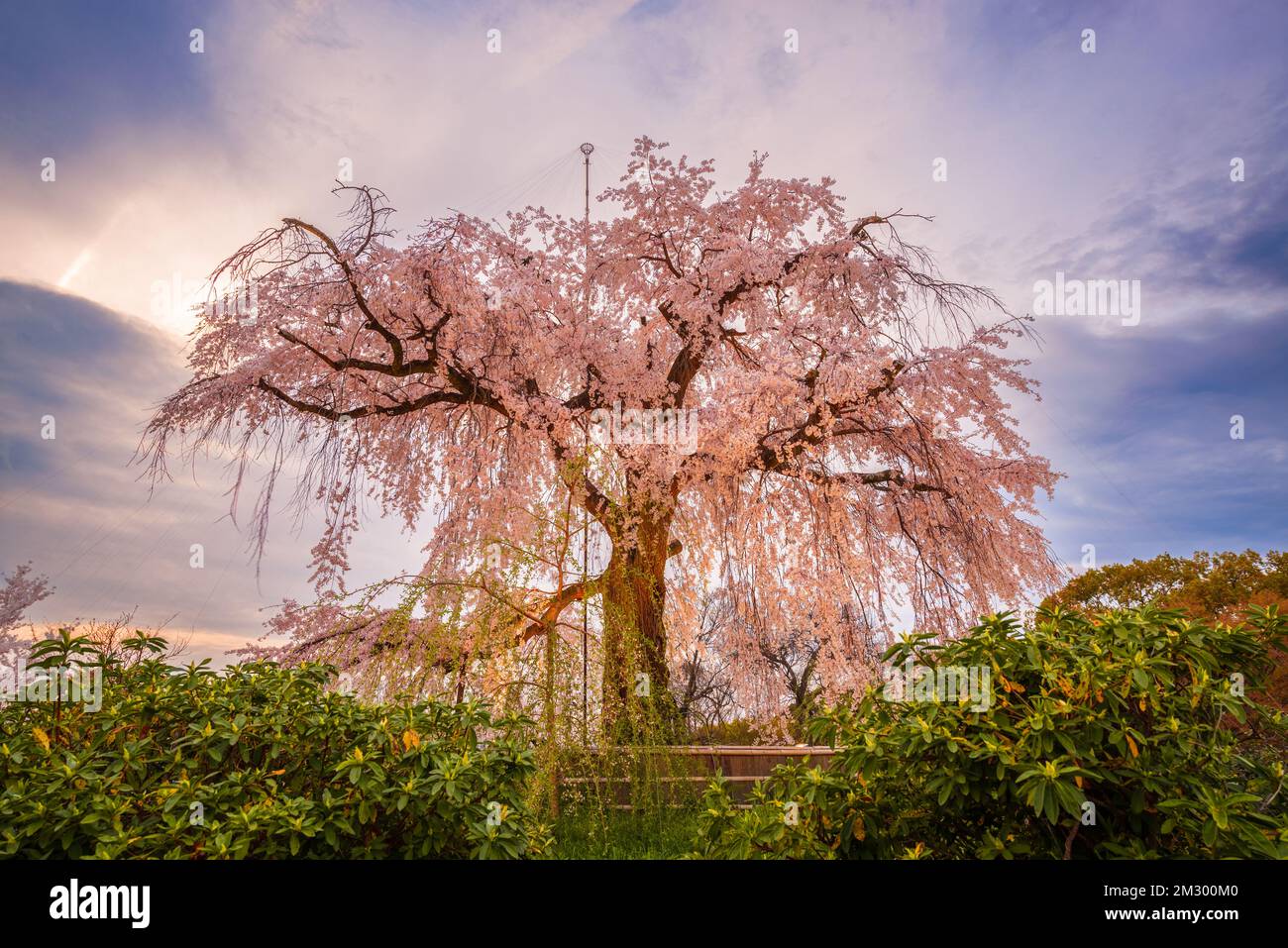 Parco Maruyama a Kyoto, in Giappone durante la primavera Cherry Blossom Festival. Foto Stock