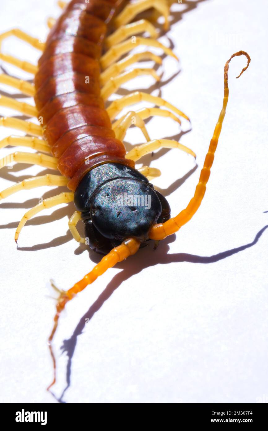 Primo piano di una Centipede gigante del deserto con collo arancione e gambe Foto Stock