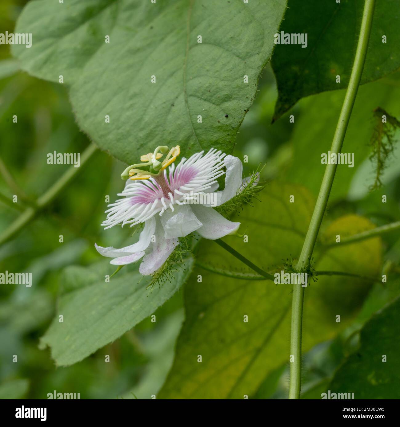 Primo piano di fiori bianchi e viola rosa di passiflora selvaggio fostida fioritura all'aperto su sfondo naturale Foto Stock