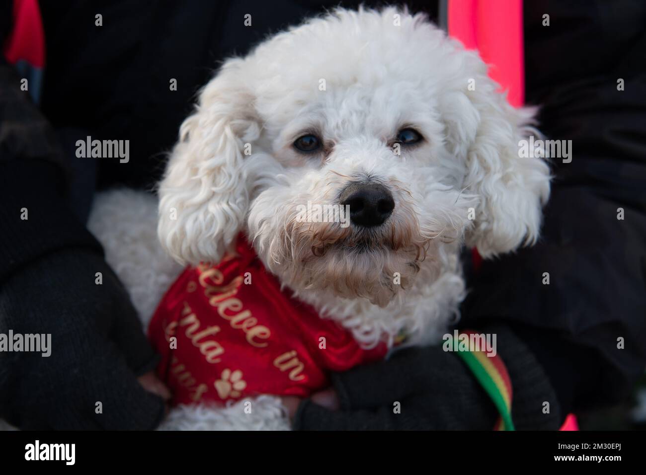 Slough, Berkshire, Regno Unito. 14th dicembre 2022. Un dipendente di Royal Mail e la sua poodle Raffy in sciopero al di fuori dell'ufficio di smistamento di Royal Mail a Slough. I lavoratori della Royal Mail sono stati in sciopero oggi presso l'ufficio di smistamento di Slough in una disputa in corso sulle condizioni salariali e di lavoro. I membri della CWU hanno tenuto un picket ufficiale fuori dall'ufficio di smistamento, tuttavia, i manager e il personale dell'agenzia sono stati portati per continuare a consegnare la posta ai clienti. Credit: Maureen McLean/Alamy Live News Foto Stock