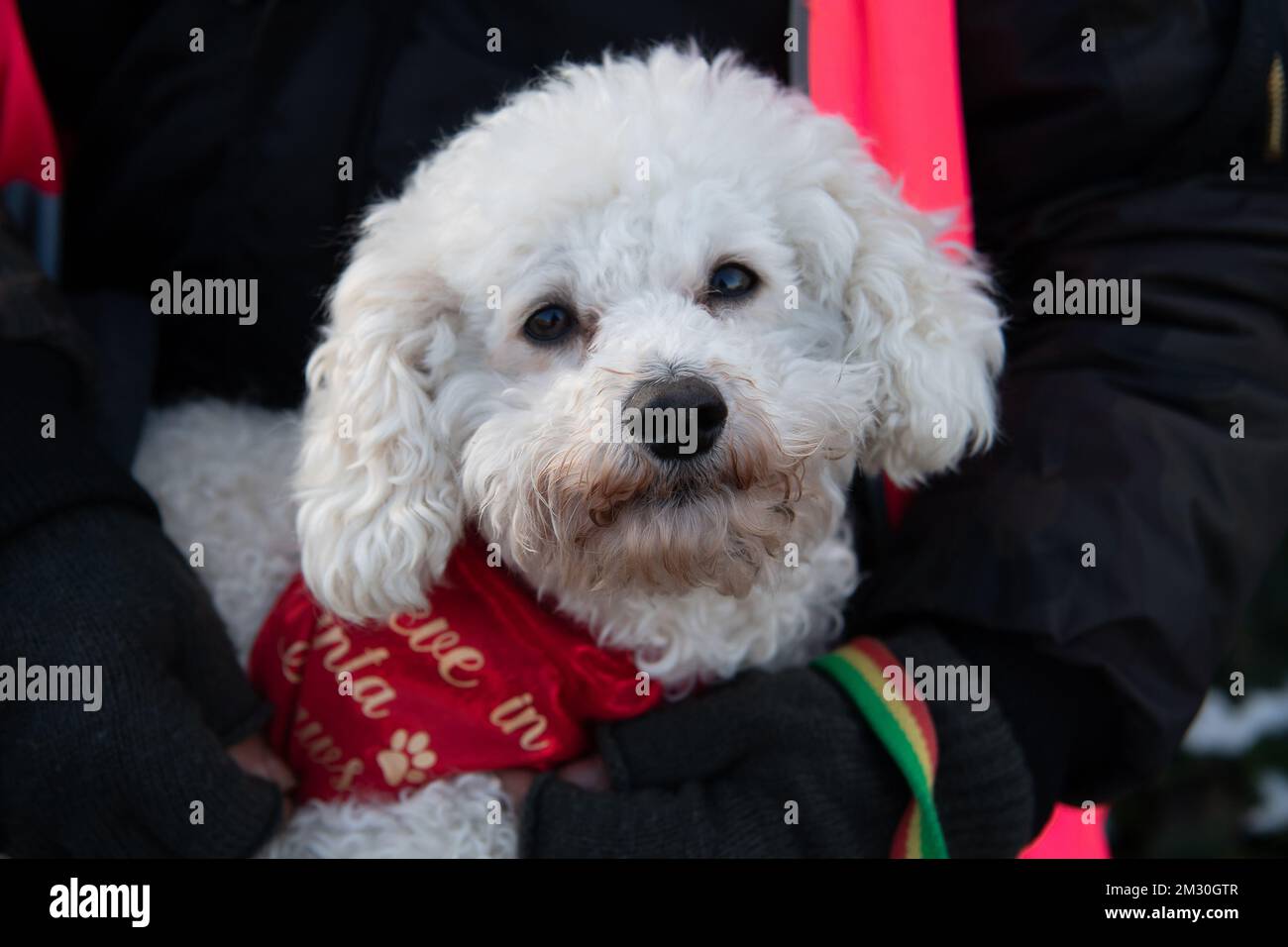 Slough, Berkshire, Regno Unito. 14th dicembre 2022. Un dipendente di Royal Mail e la sua poodle Raffy in sciopero al di fuori dell'ufficio di smistamento di Royal Mail a Slough. I lavoratori della Royal Mail sono stati in sciopero oggi presso l'ufficio di smistamento di Slough in una disputa in corso sulle condizioni salariali e di lavoro. I membri della CWU hanno tenuto un picket ufficiale fuori dall'ufficio di smistamento, tuttavia, i manager e il personale dell'agenzia sono stati portati per continuare a consegnare la posta ai clienti. Credit: Maureen McLean/Alamy Live News Foto Stock