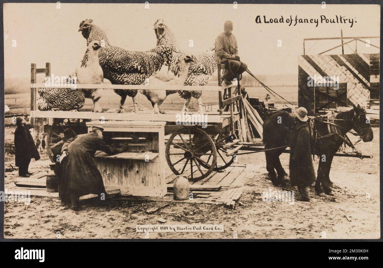 William H. Martin - Un carico di Fancy Poultry cartolina - 1909 Foto Stock