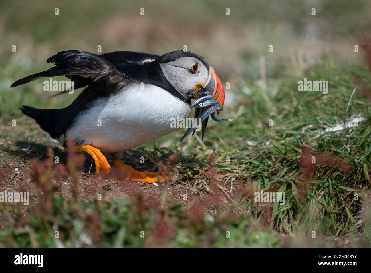 Puffin con anguille di sabbia che entrano nel burrow, lunga Foto Stock