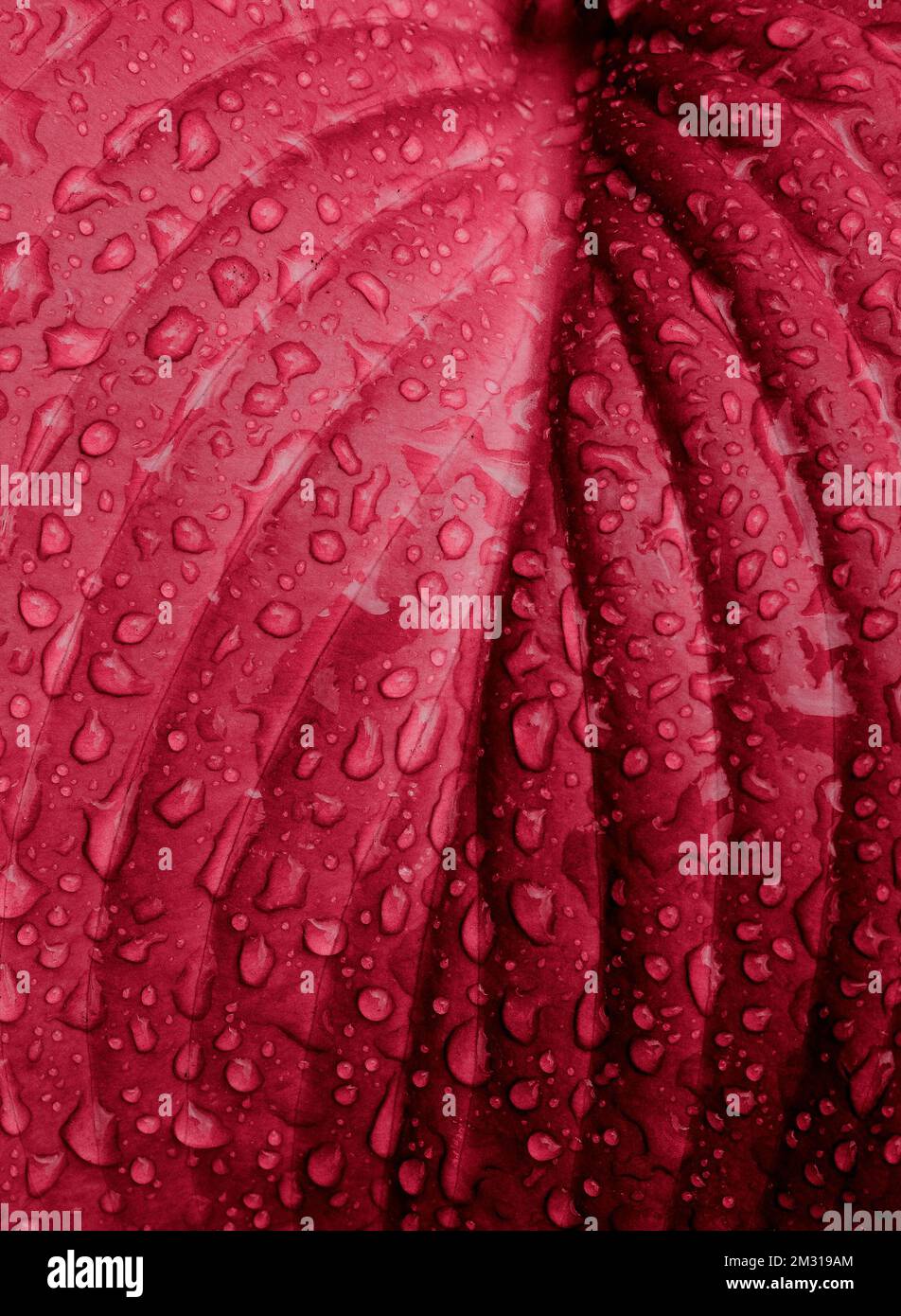 Colore dell'anno PANTONE 18-1750 Viva Magenta colore. Foglia e rugiada. Gocce di pioggia sulle foglie. Foto Stock