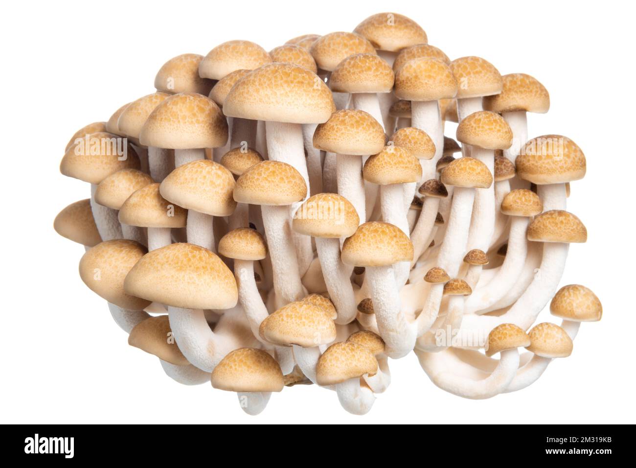 Gruppo di funghi Hon shimeji commestibili isolati su fondo bianco Foto Stock