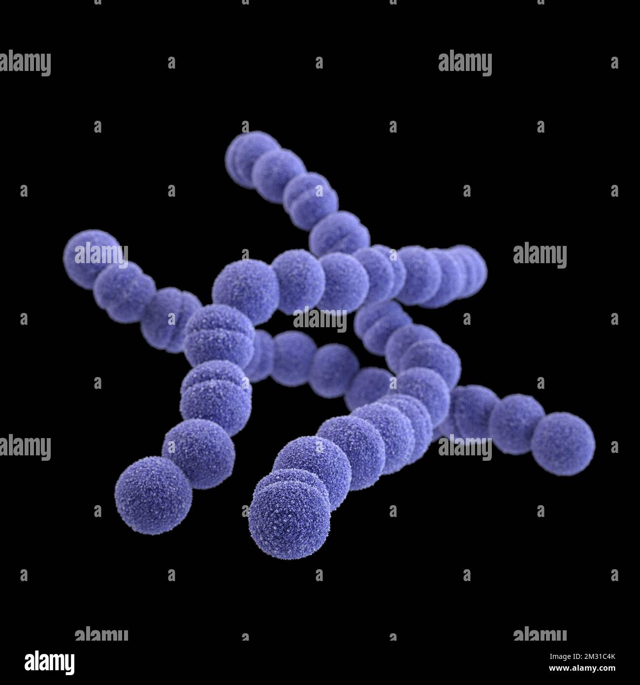 Batteri streptococchi del gruppo A. STREP A Streptococcus pyogenes è una specie di batterio gram-positivo, aerotolerante, appartenente al genere Streptococcus. Questi batteri sono extracellulari, e costituiti da cocci non motili e non spori che tendono a legarsi in catene. Questa illustrazione raffigurava un'immagine 3D, generata dal computer, di un gruppo di batteri Gram-positivi, Streptococcus pyogenes (Streptococcus gruppo A). La visualizzazione era basata su immagini al microscopio elettronico a scansione (SEM). Versione ottimizzata di un'immagine prodotta dai Centri statunitensi per il controllo e la prevenzione delle malattie / Credit CDC /J.Oosthuizen Foto Stock