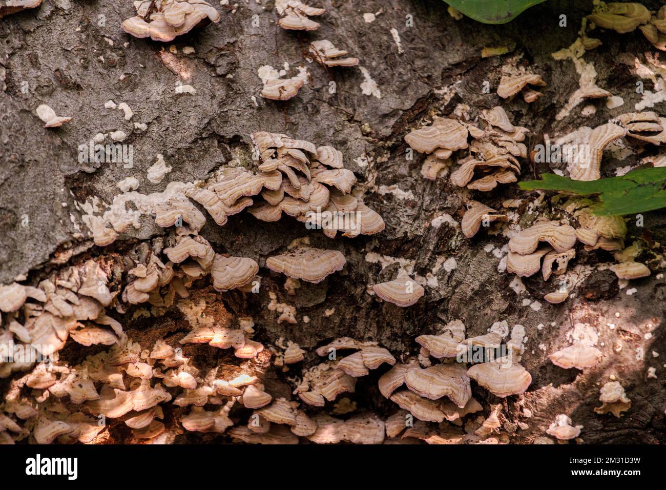 funghi selvatici, squamosi, funghi che crescono sulla corteccia di un albero morto in una foresta Foto Stock