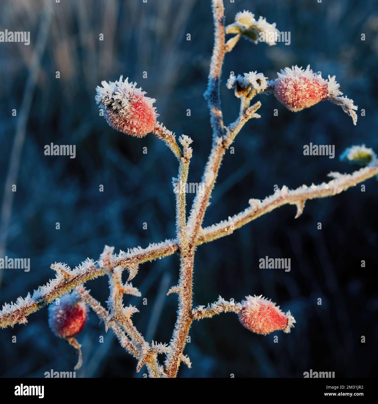 Fianchi di rosa rosso brillante sui loro steli, ricoperti di punte di rima e gelo, rosso brillante su un fondo di sottobosco invernale attenuato. Foto Stock
