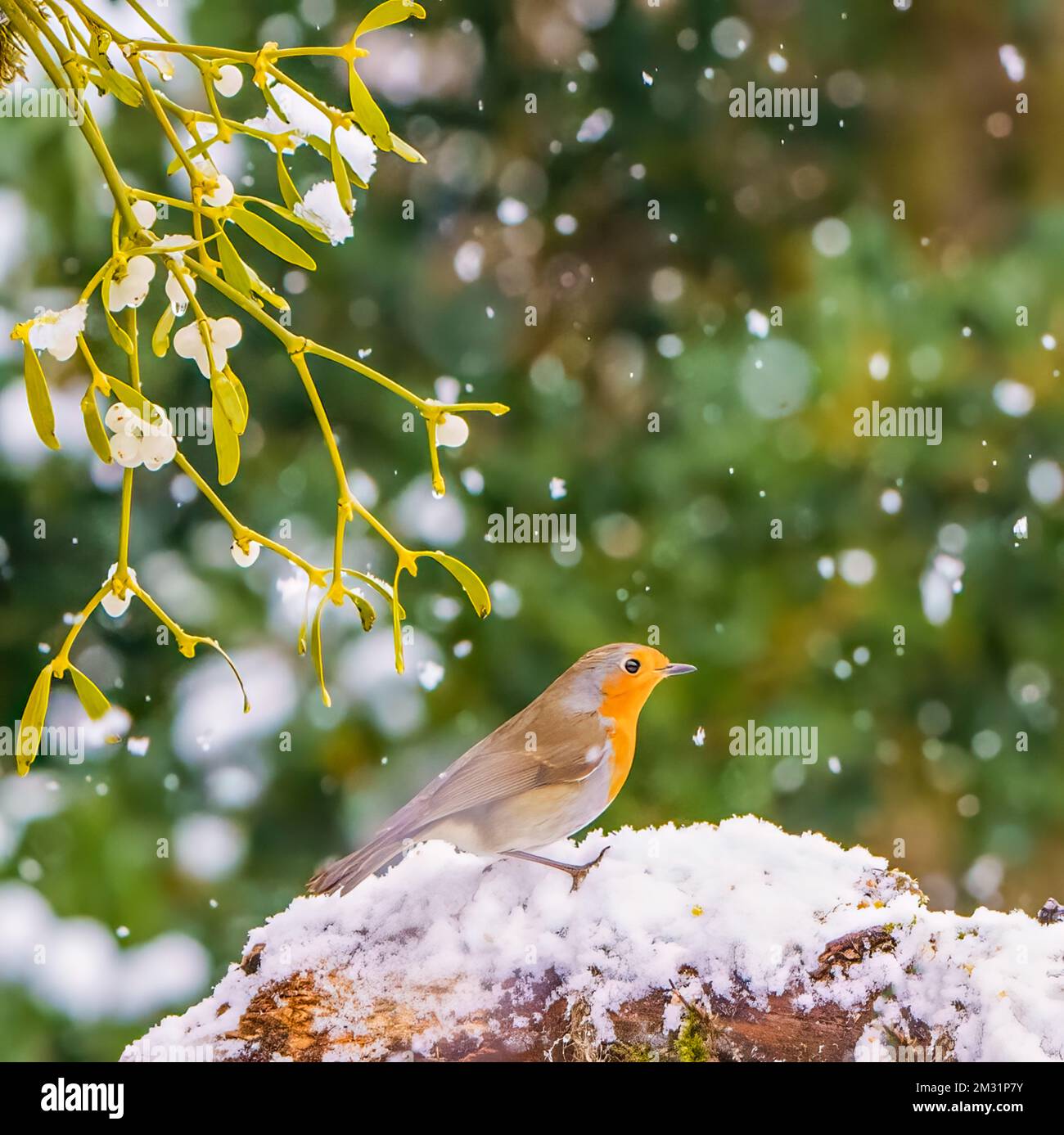 Robin nella scena di Natale Foto Stock