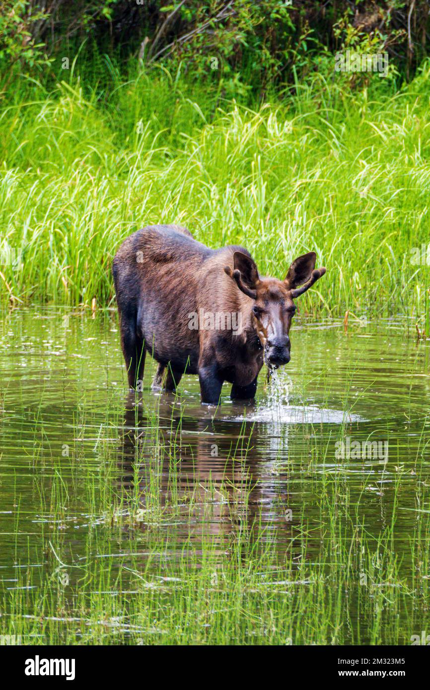Young bull Moose (Alces alces) nutrirsi sulla vegetazione del lago; Dease Lake; lungo Stewart-Cassiar Highway; British Columbia; Canada Foto Stock