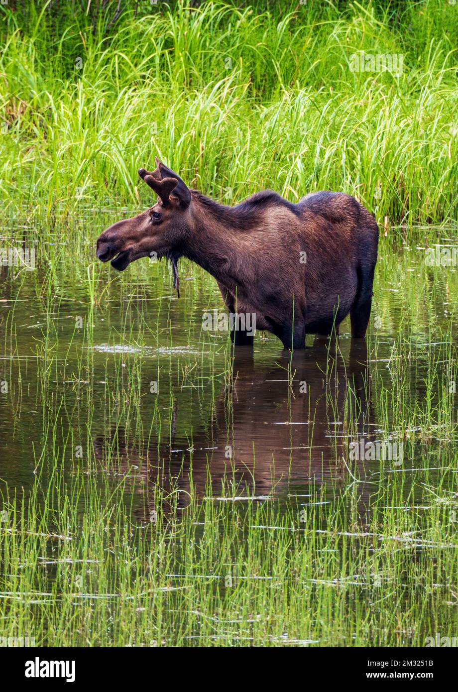 Young bull Moose (Alces alces) nutrirsi sulla vegetazione del lago; Dease Lake; lungo Stewart-Cassiar Highway; British Columbia; Canada Foto Stock