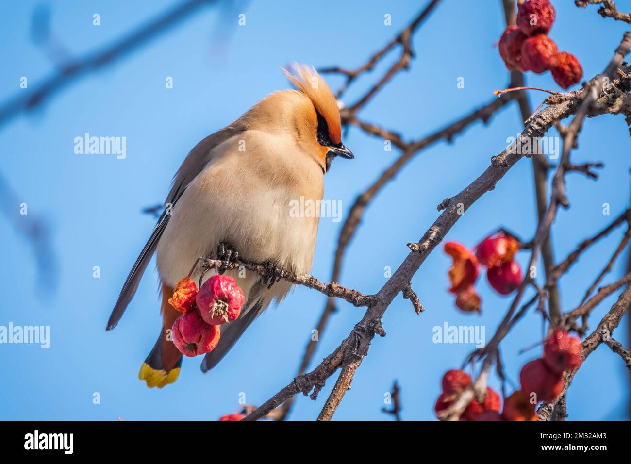 waxwing bohémien seduto su un albero di mele selvatico in inverno o in primavera. Il waxwing, un bellissimo uccello tufted mangia mele rosse selvatiche in inverno. Selvaggio Foto Stock