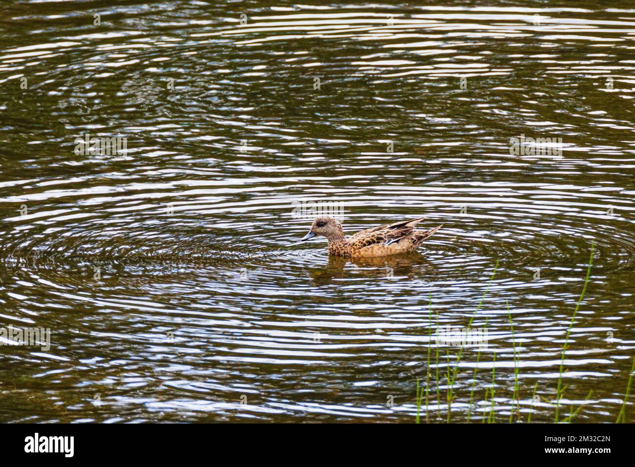 Verde-alare-teal; anatra; Dease Lake; lungo Stewart-Cassiar Highway; British Columbia; Canada Foto Stock