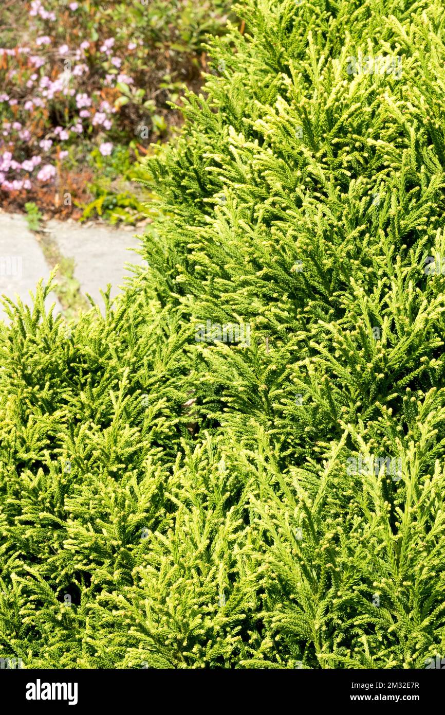 Cryptomeria japonica 'piccolo campione', cedro giapponese Foto Stock