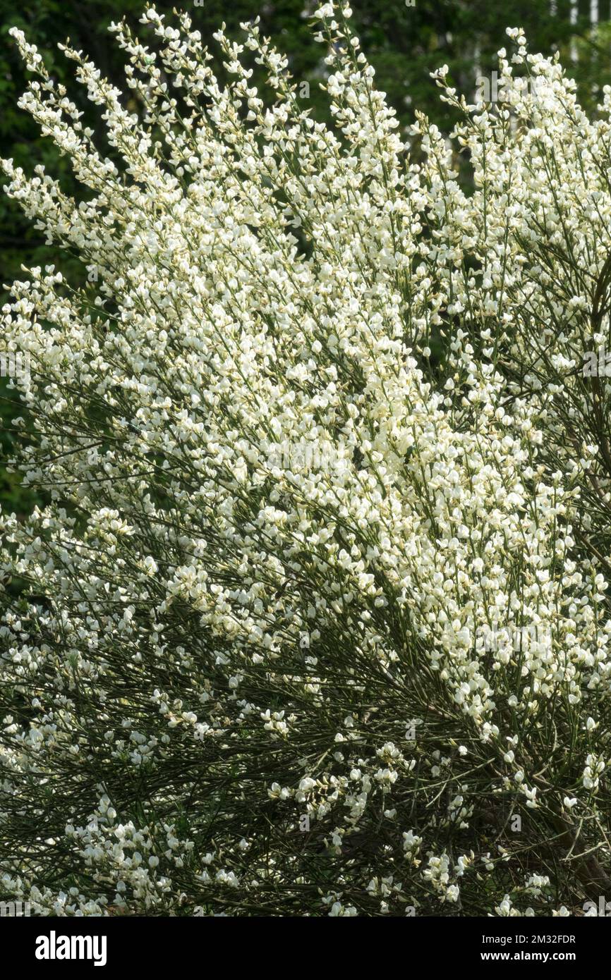 Warminster Broom, Cytisus x praecox 'Albus', Broom, Spring, White Bloom Foto Stock
